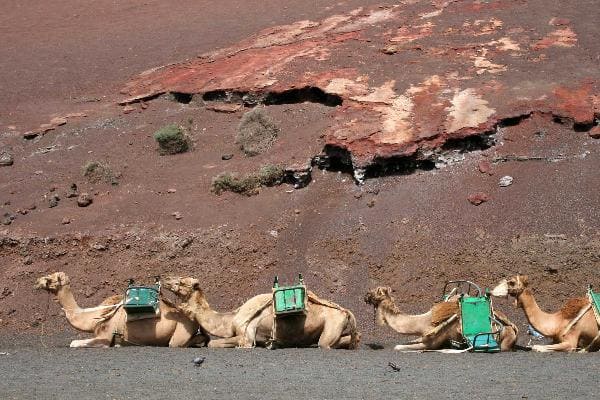 Camel Center at Tenerife