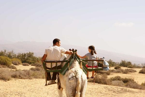 Camel Center at Tenerife