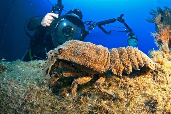 Submarine Safari at Tenerife