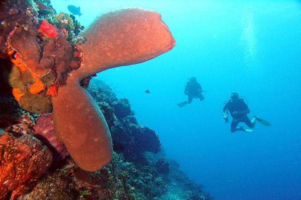 Submarine Safari and beach day at Tenerife