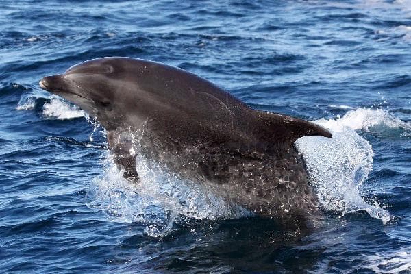 Dolphin Cove at Jamaica