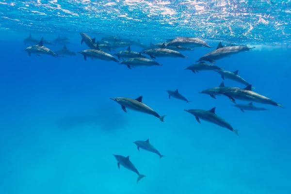 Swim with dolphins in Dolphin Cove at Jamaica 1