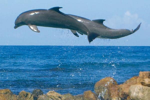 Swim with one dolphin in Dolphin Cove at Jamaica