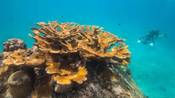 Acropora Palmata