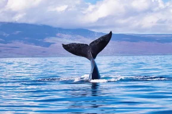 que son las ballenas jorobadas