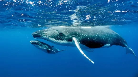 datos curiosos de las ballenas jorobadas