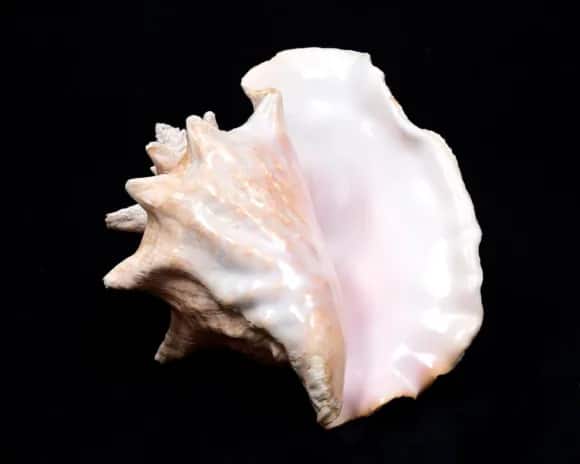strombus gigas