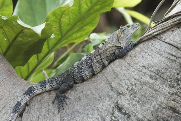 iguana rayada