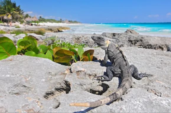 ctenosaura similis