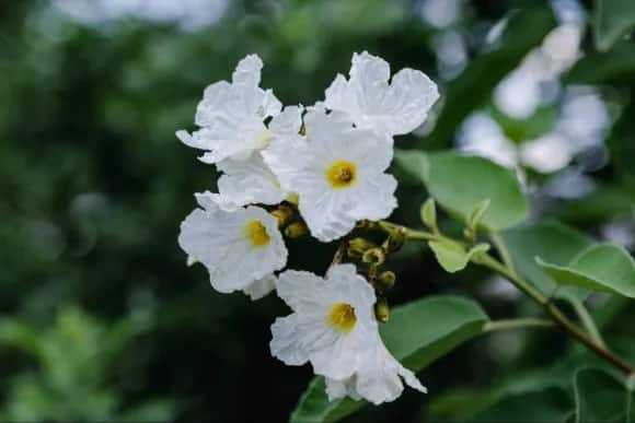 ciricote blanco