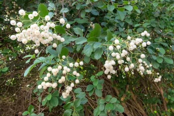 cordia sebestena