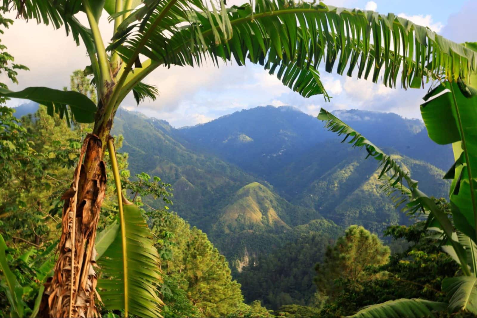 Excursión a las Blue Mountains en Jamaica