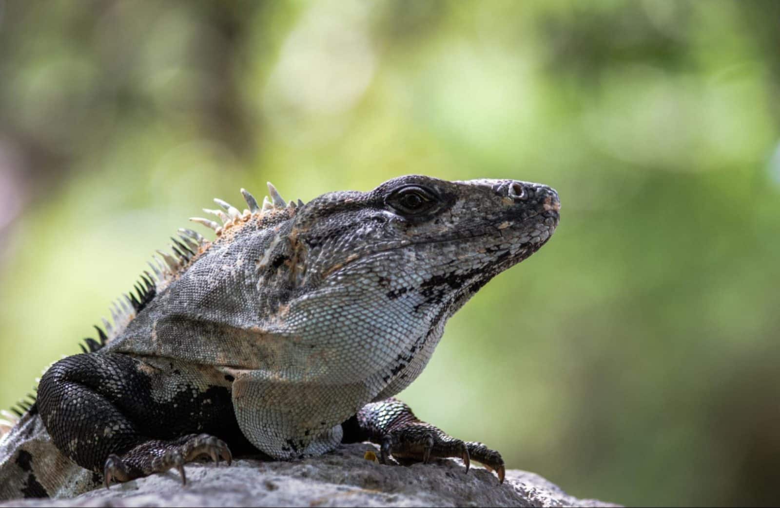 La iguana negra de cola espinosa de Riviera Maya
