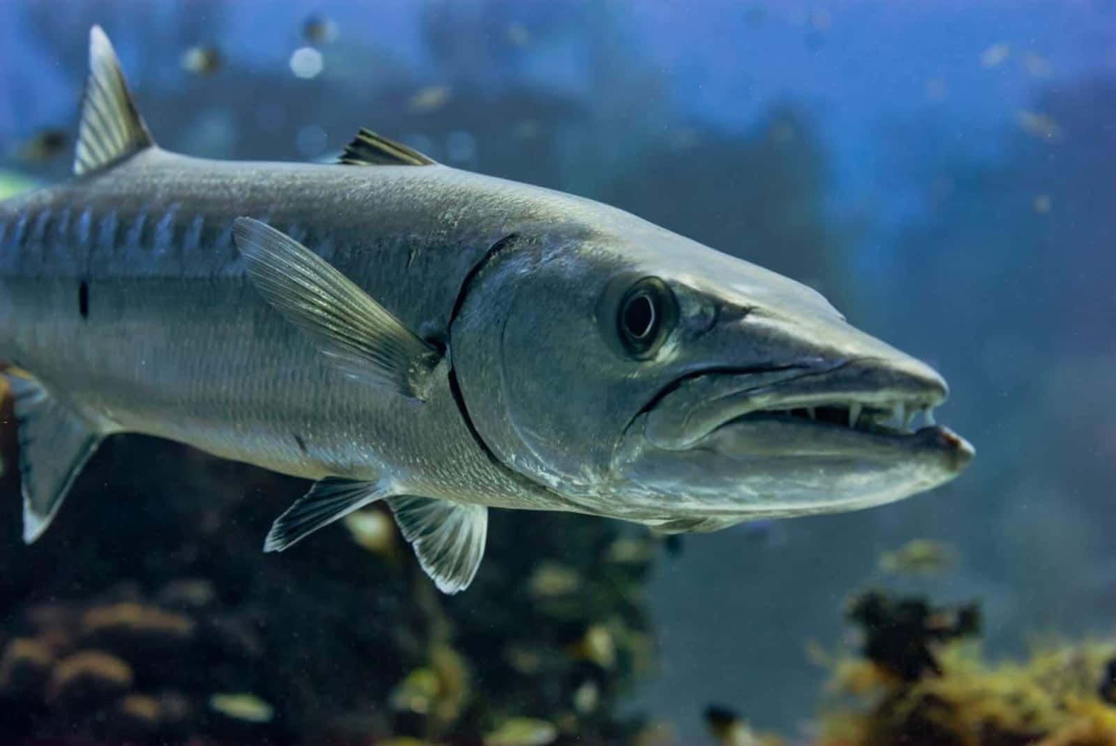 Cómo moverse por Mallorca: guía de transporte