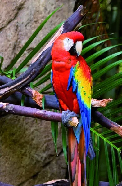 Guacamaya