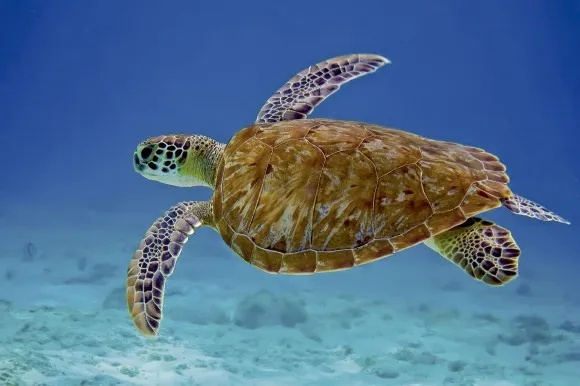 Tortuga carey