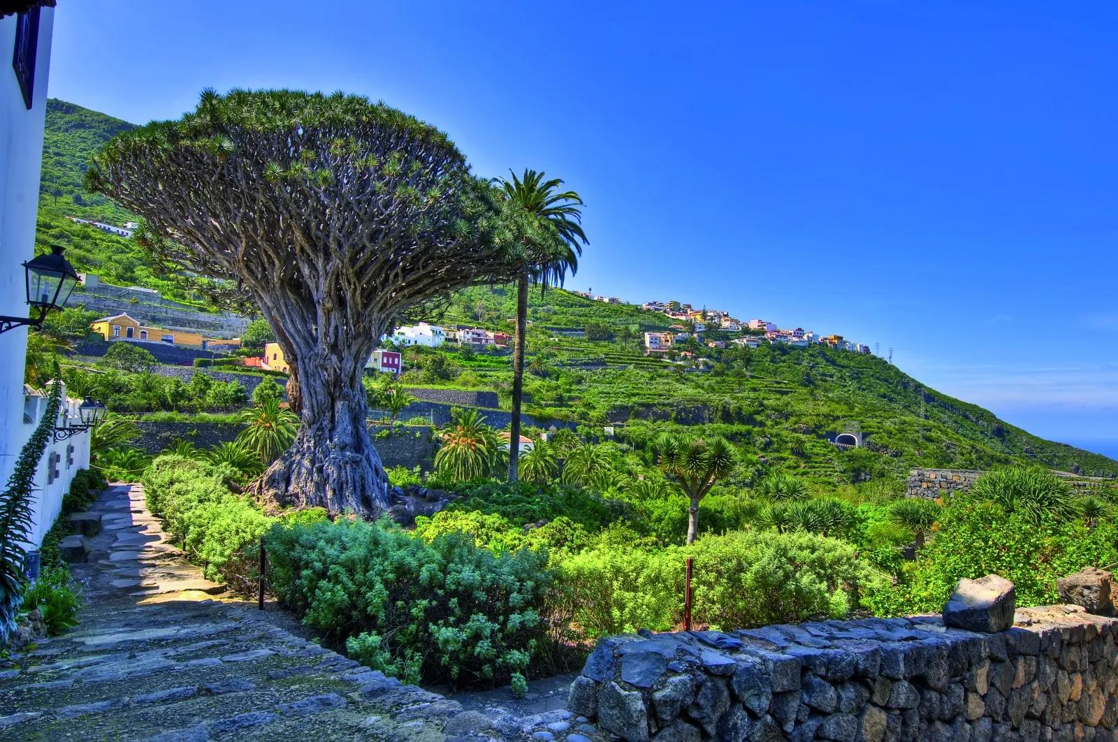 TENERIFE 1_icod