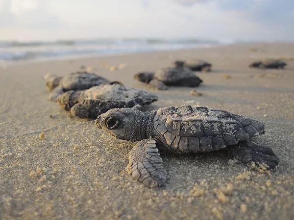 Tortugas en Akumal