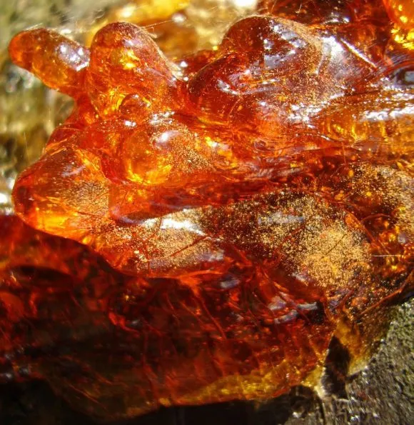 El ámbar dominicano, una joya del pasado