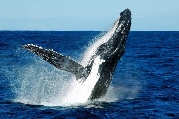 ballena jorobada