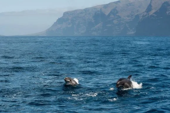 Avistamiento delfines  Tenerife
