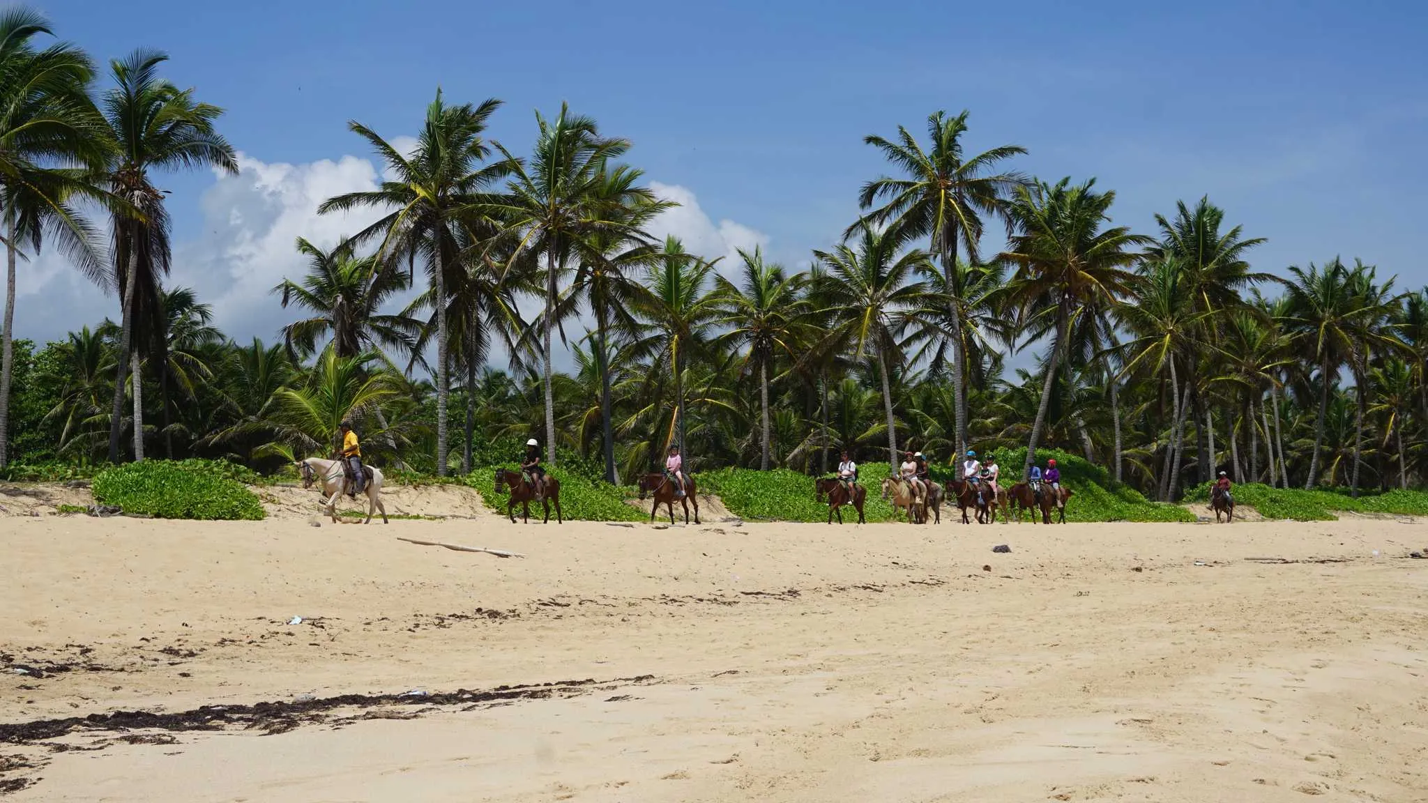 Cavalieri su spiaggia tropicale con palme.