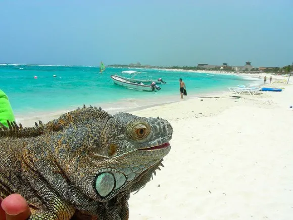 Iguana con vista del hotel Gran Bahía Principe Tulum por vetrone