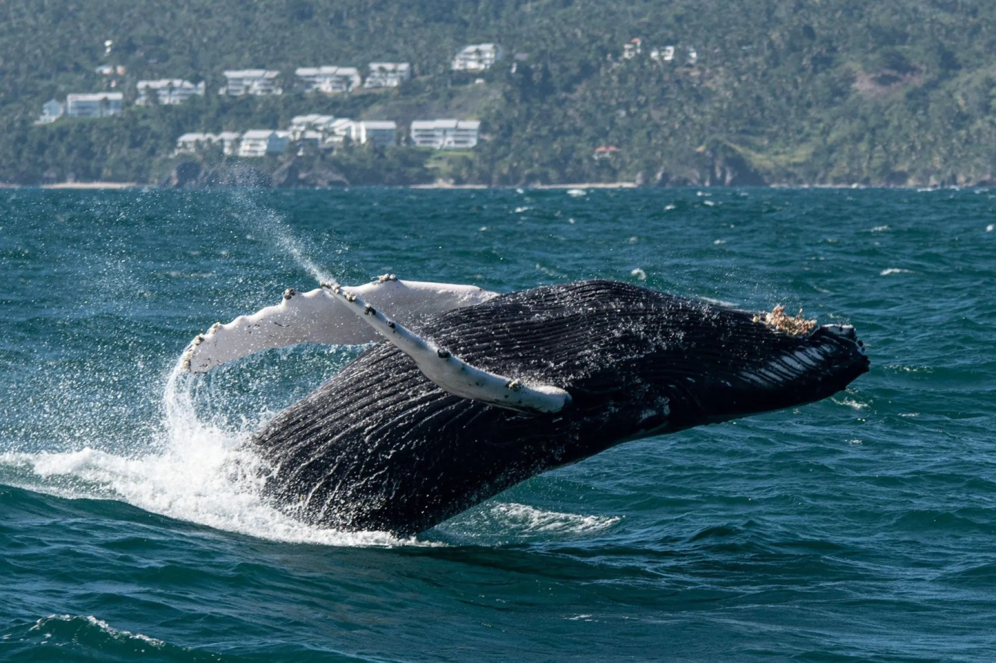 Descubre el Santuario de Mamíferos Marinos de la Bahía de Samaná