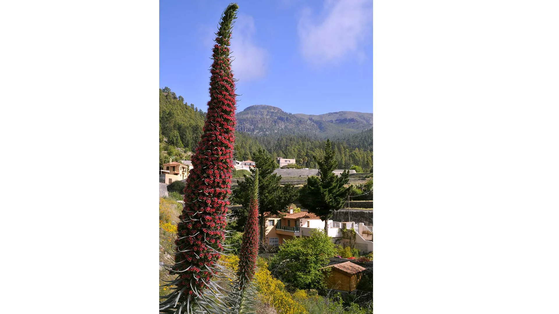 tenerife1