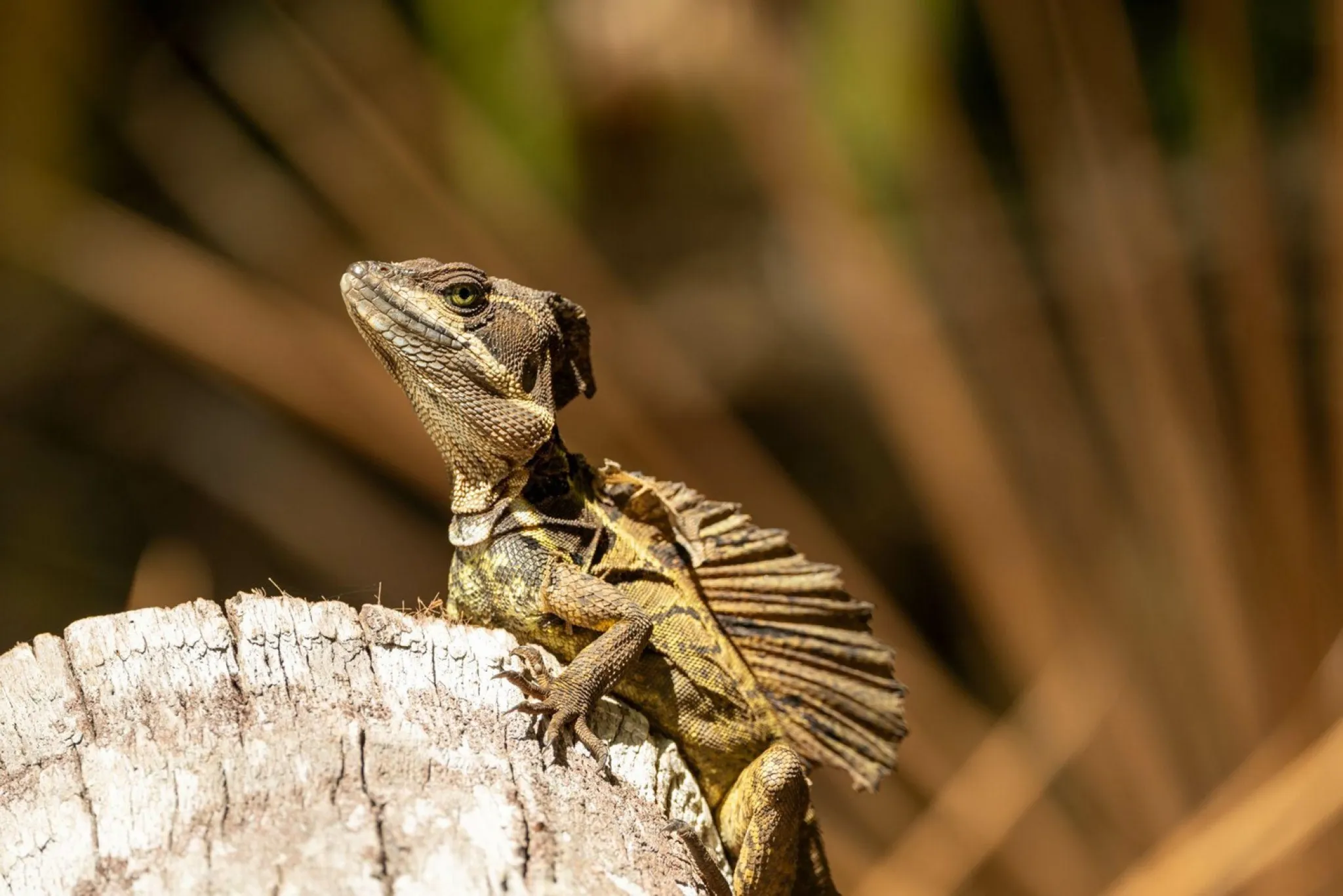 El toloque rayado de Riviera Maya
